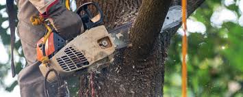 Best Tree Disease Treatment  in Eupora, MS