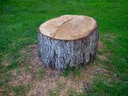 Best Storm Damage Tree Cleanup  in Eupora, MS