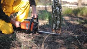 Best Stump Grinding and Removal  in Eupora, MS