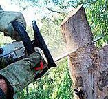 Best Emergency Tree Removal  in Eupora, MS