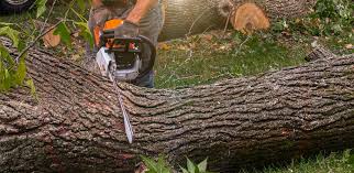 Best Palm Tree Trimming  in Eupora, MS