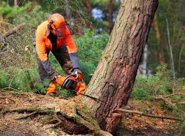 How Our Tree Care Process Works  in  Eupora, MS