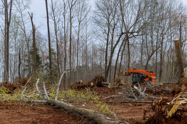 Best Seasonal Cleanup (Spring/Fall)  in Eupora, MS