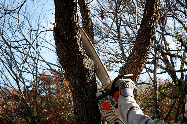 Best Leaf Removal  in Eupora, MS