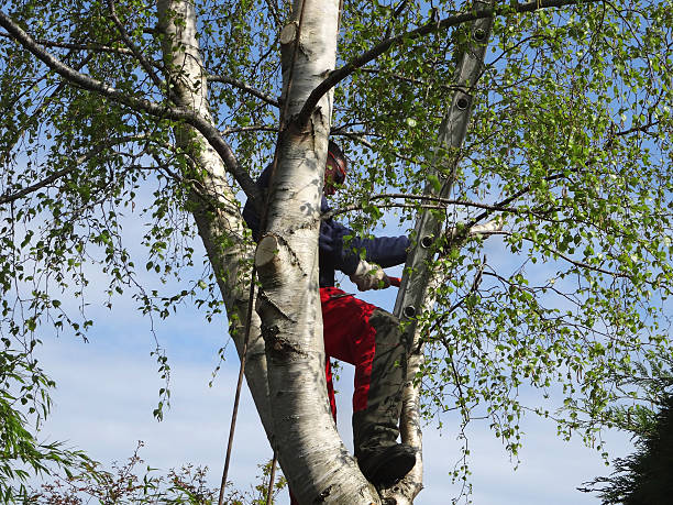 Best Commercial Tree Services  in Eupora, MS