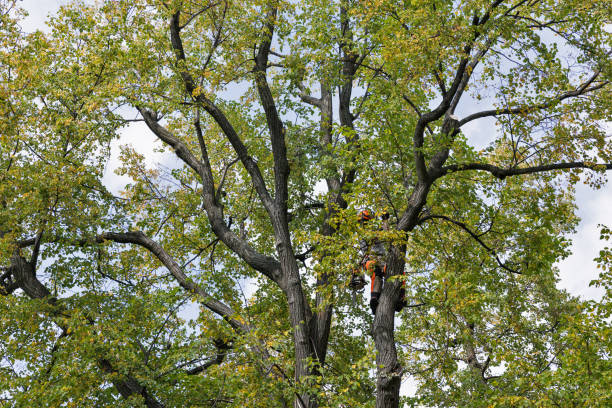 Trusted Eupora, MS Tree Care Experts